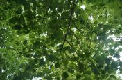 35.jpg - 2011:06:04 19:32:08