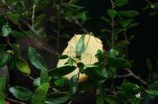 117.jpg - 2011:10:19 21:21:26