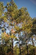 16.jpg - 2011:10:25 14:08:46