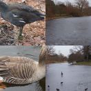 2012-02-14<br/>
<b>Winter Wildfowl at the Lake, Kew Gardens</b>
