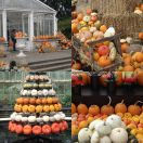 2013-10-09<br/>
<b>Pumpins, squashes and gourds at Kew</b>
