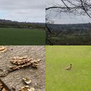 2014-04-05<br/>
<b>Oxted Downs</b>
