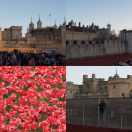 2014-11-09<br/>
<b>Poppies at the Tower of London</b>

