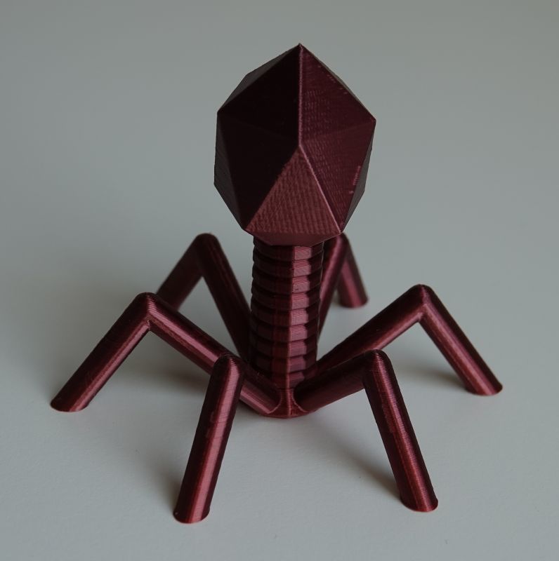 Bacteriophage T4