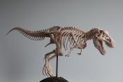 tyrannosaurus-rex-skeleton.jpg - 2020:12:29 13:27:40