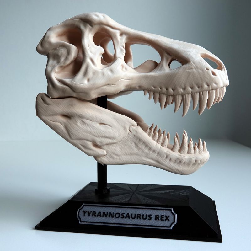 Tyrannosaurus rex skull