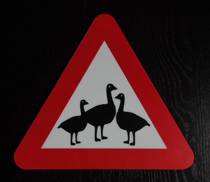 Warning! Geese!