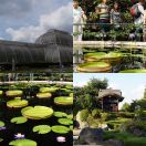 2011-08-19<br/>
<b>Kew Gardens</b>
