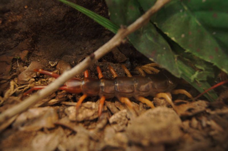 <i>Scolopendra sp.</i>, Giant Centipede