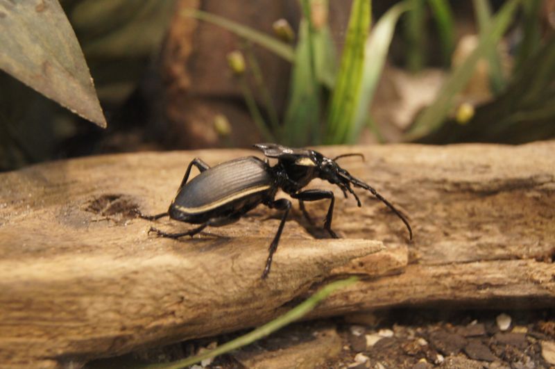 <i>Anthia sp.</i>, Ground Beetle