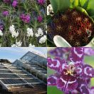 2014-03-07<br/>
<b>Kew Gardens — 2014 Orchid Exhibition</b>
