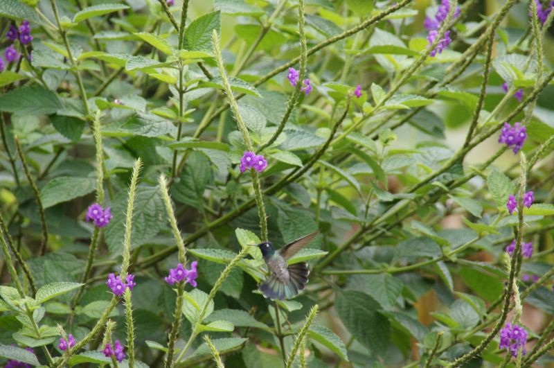 <i>Klais guimeti</i> (Violet-headed Hummingbird)