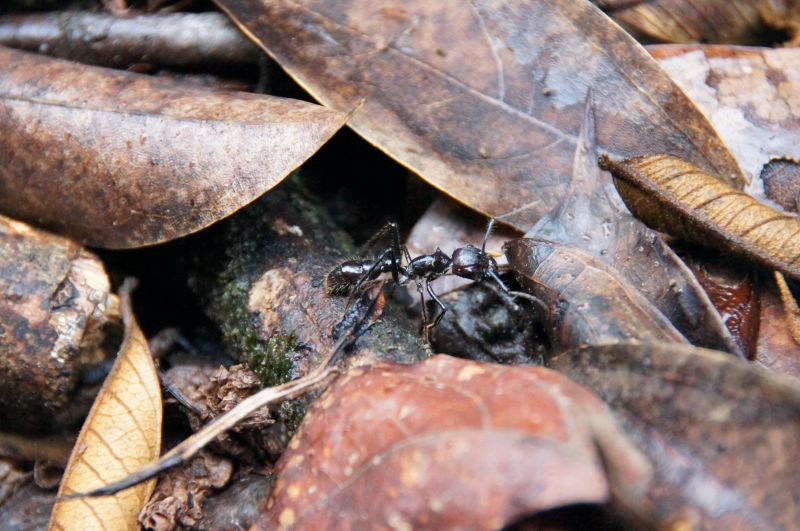 <i>Paraponera clavata</i> (Bullet Ant)