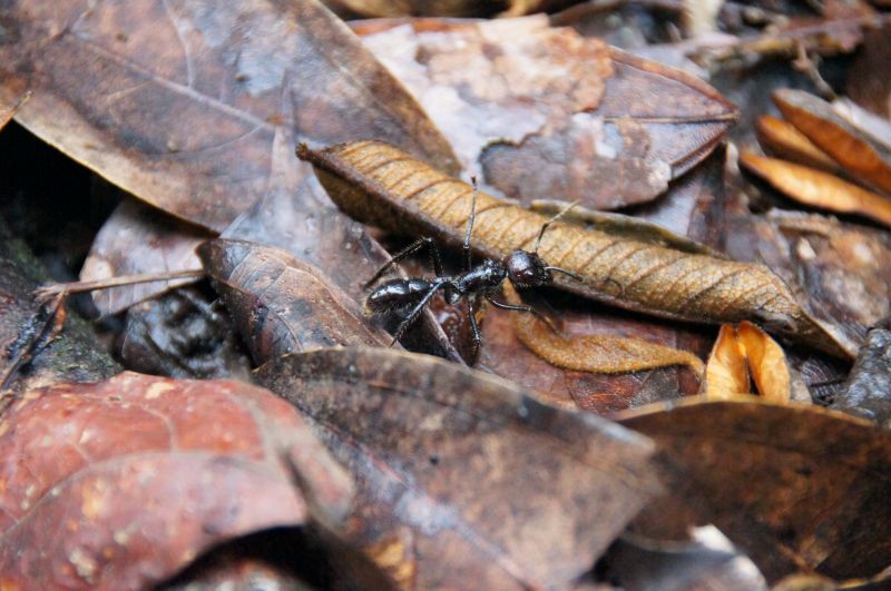<i>Paraponera clavata</i> (Bullet Ant)