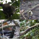 2016-12-15<br/>
<b>Parque nacional Cahuita, Costa Rica</b>
