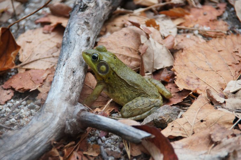 <i>Lithobates clamitans</i> (Green Frog)