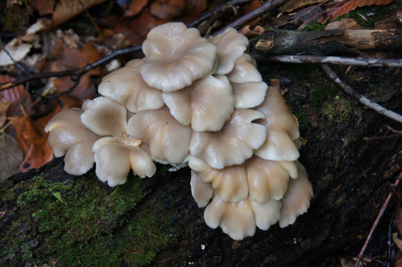 <i>Pleurotus ostreatus</i> (Oyster Mushroom)