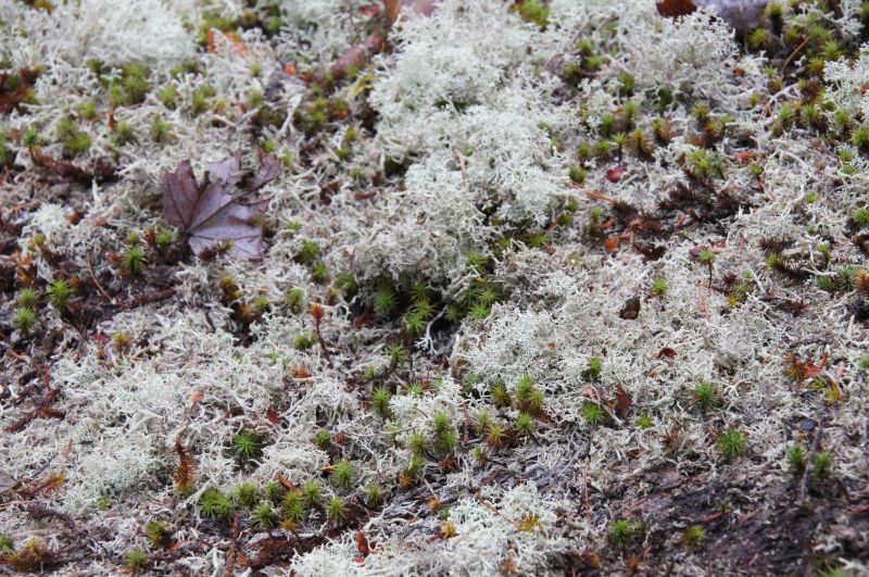 <i>Cladonia</i> (pixie cup lichens)