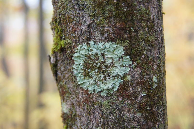 <i>Parmelia</i> (shield lichens)