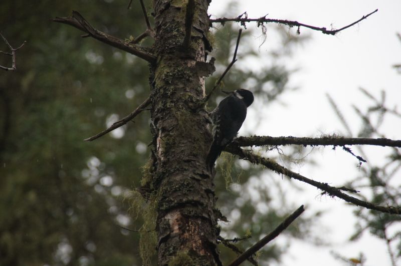 <i>Picoides arcticus</i> (Black-backed Woodpecker)