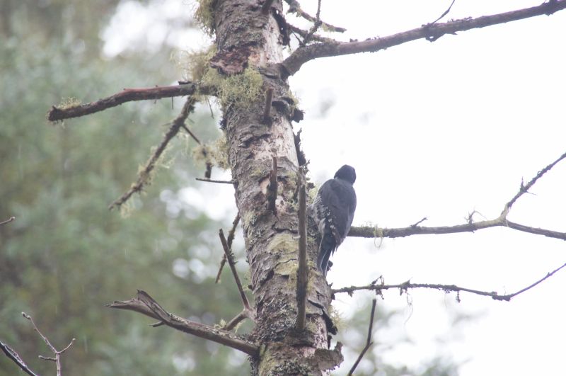 <i>Picoides arcticus</i> (Black-backed Woodpecker)