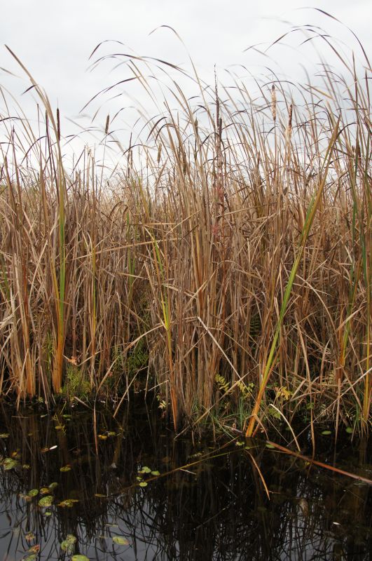 <i>Typha</i> (bulrushes and cattails)