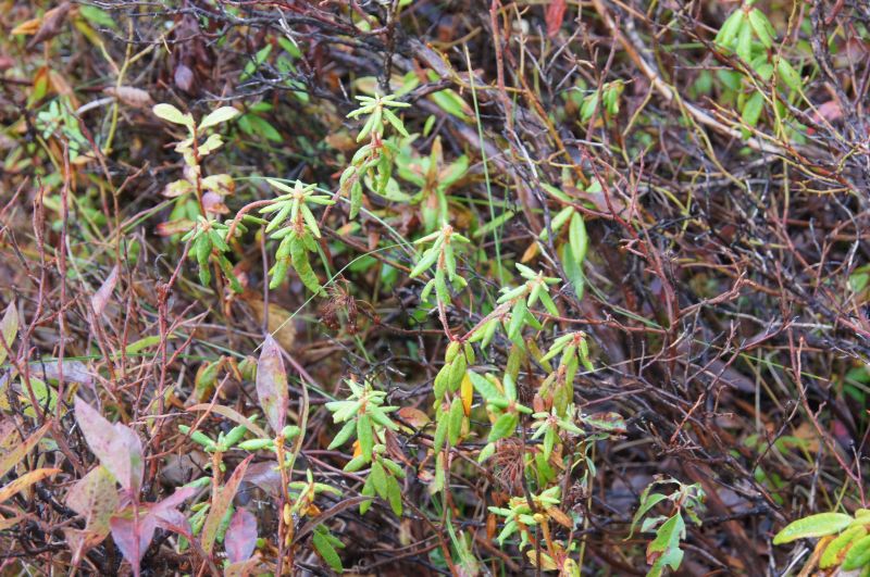 <i>Rhododendron groenlandicum</i> (Labrador tea)