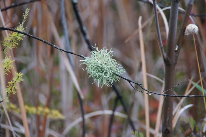 <i>Usnea</i> (beard lichens)
