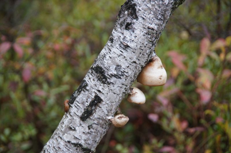 <i>Piptoporus betulinus</i> (birch polypore)