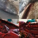 2017-11-17 - 2017-11-19<br/>
<b>Dolphin dissection at the Zoological Museum</b>
