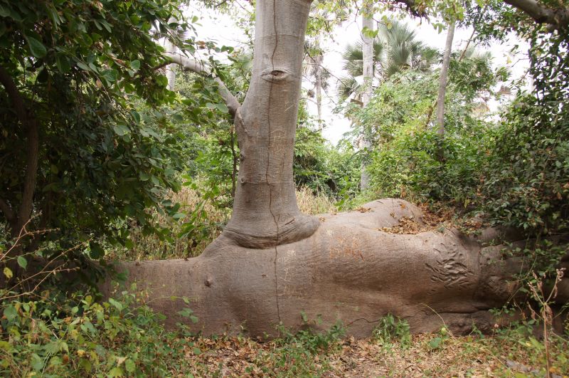 <i>Adansonia digitata</i> (baobab)