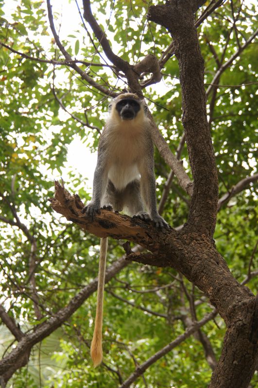 <i>Chlorocebus sabaeus</i> (Green Monkey)