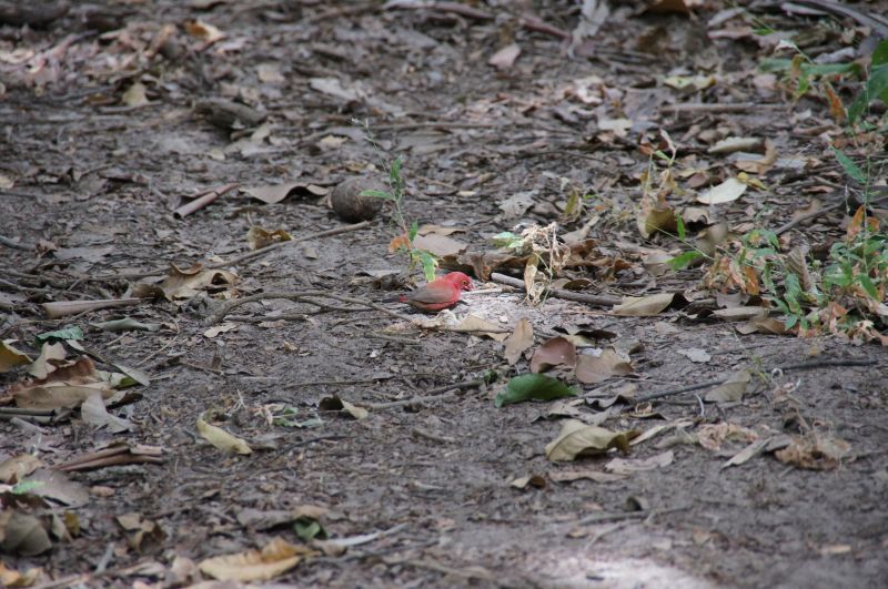 <i>Lagonosticta senegala</i> (Red-billed Firefinch)