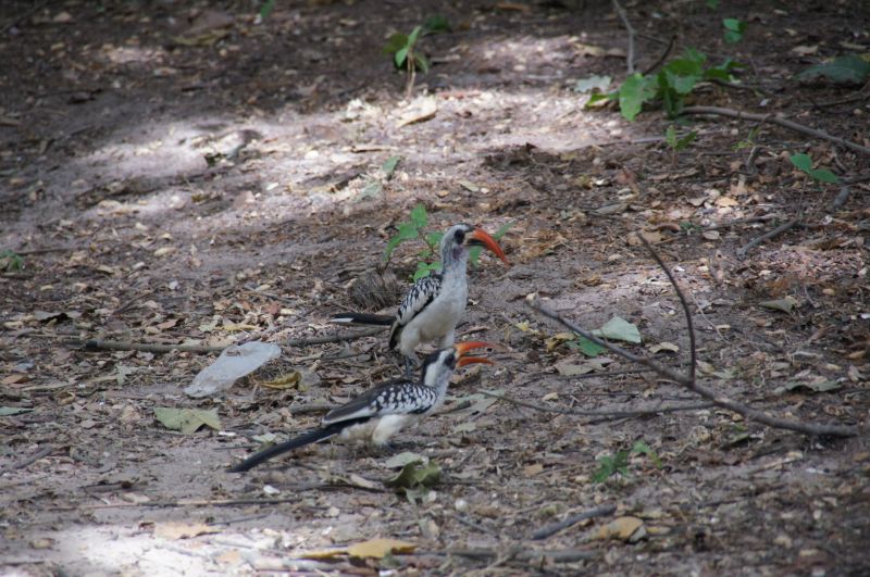 <i>Tockus kempi</i> (Western Red-billed Hornbill)