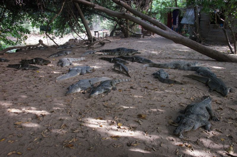<i>Crocodylus suchus</i> (West African Crocodile)