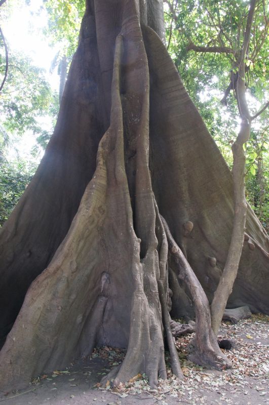 <i>Ceiba pentandra</i> (Kapok Tree)