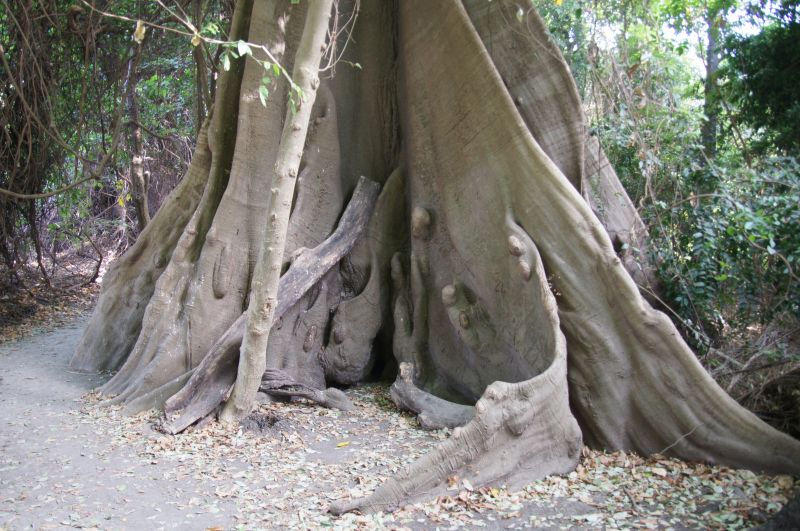 <i>Ceiba pentandra</i> (Kapok Tree)