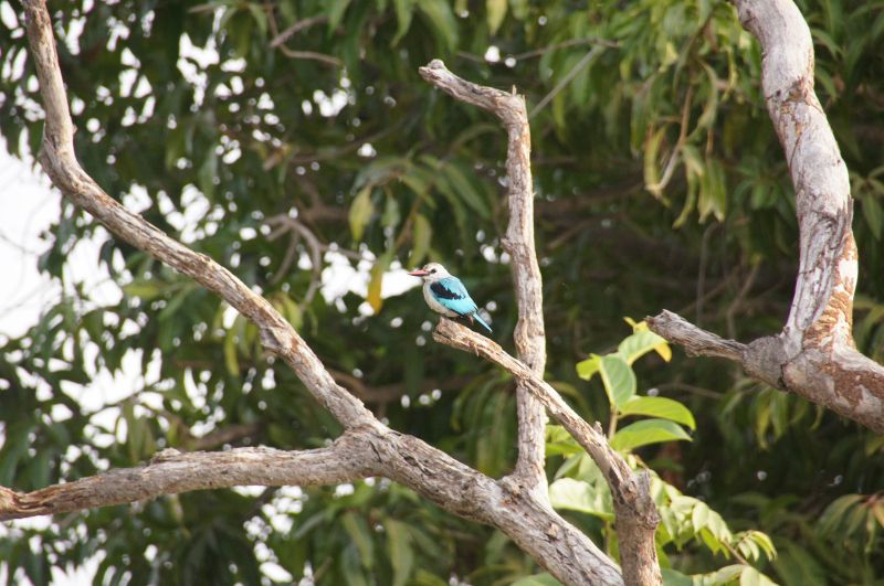 <i>Halcyon senegalensis</i> (Woodland Kingfisher)