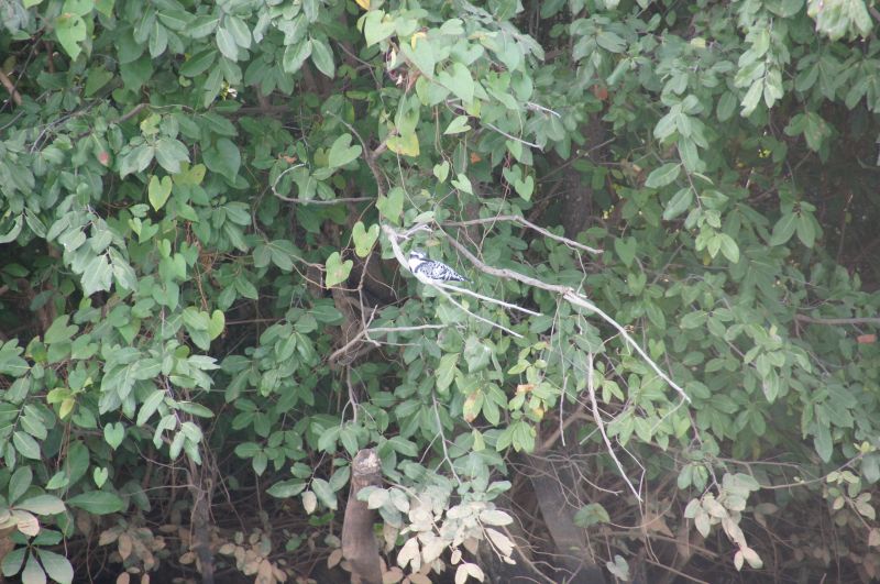 <i>Ceryle rudis</i> (Pied Kingfisher)