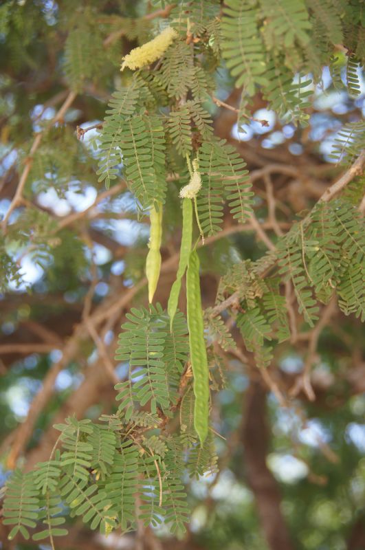 <i>Prosopis juliflora</i> (Mesquite)