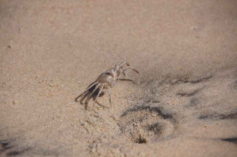<i>Ocypode africana</i> (African Ghost Crab)