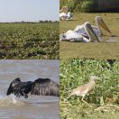 2017-12-05<br/>
<b>Parc National des Oiseaux de Djoudj, Sénégal</b>
