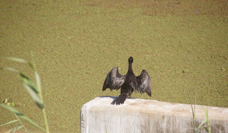 <i>Microcarbo africanus</i> (Long-tailed Cormorant)