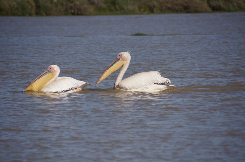 <i>Pelecanus onocrotalus</i> (Great White Pelican)