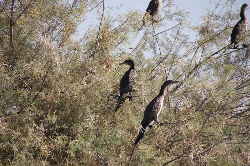 <i>Microcarbo africanus</i> (Long-tailed Cormorant)