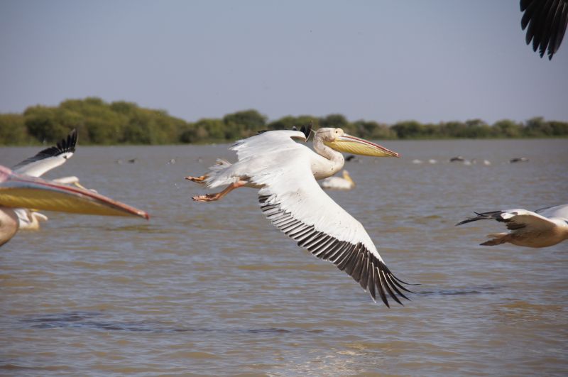 <i>Pelecanus onocrotalus</i> (Great White Pelican)