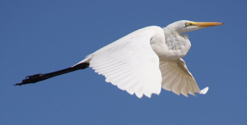 <i>Ardea alba</i> (Great Egret)