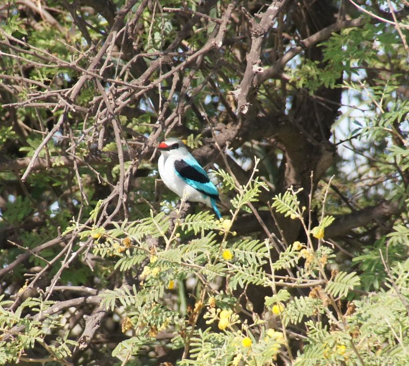 <i>Halcyon senegalensis</i> (Woodland Kingfisher)