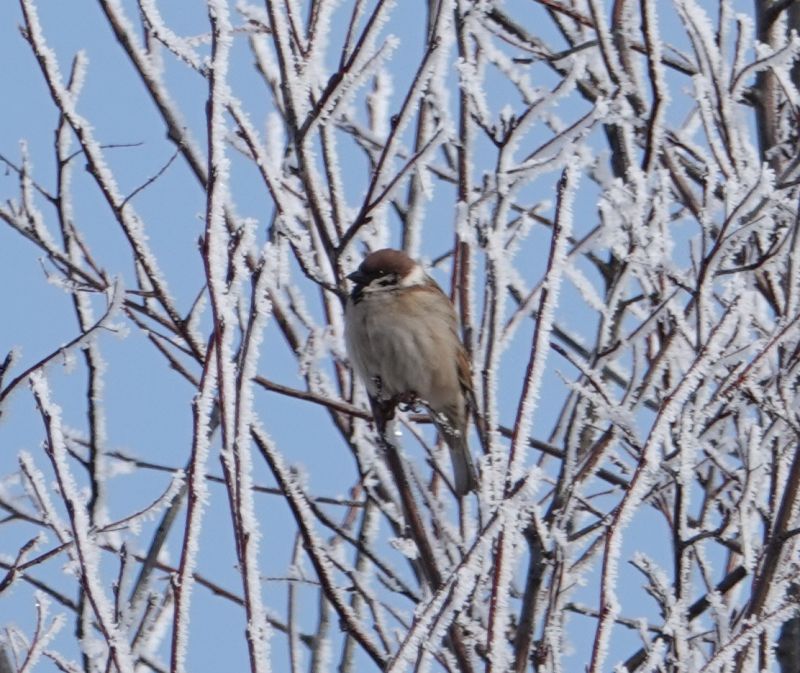 <i>Passer montanus</i> (Eurasian Tree Sparrow)