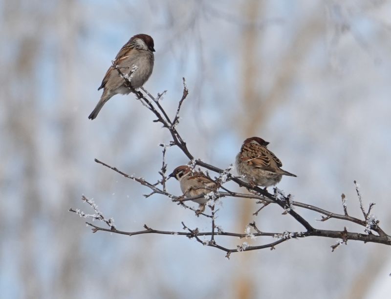 <i>Passer montanus</i> (Eurasian Tree Sparrow)
